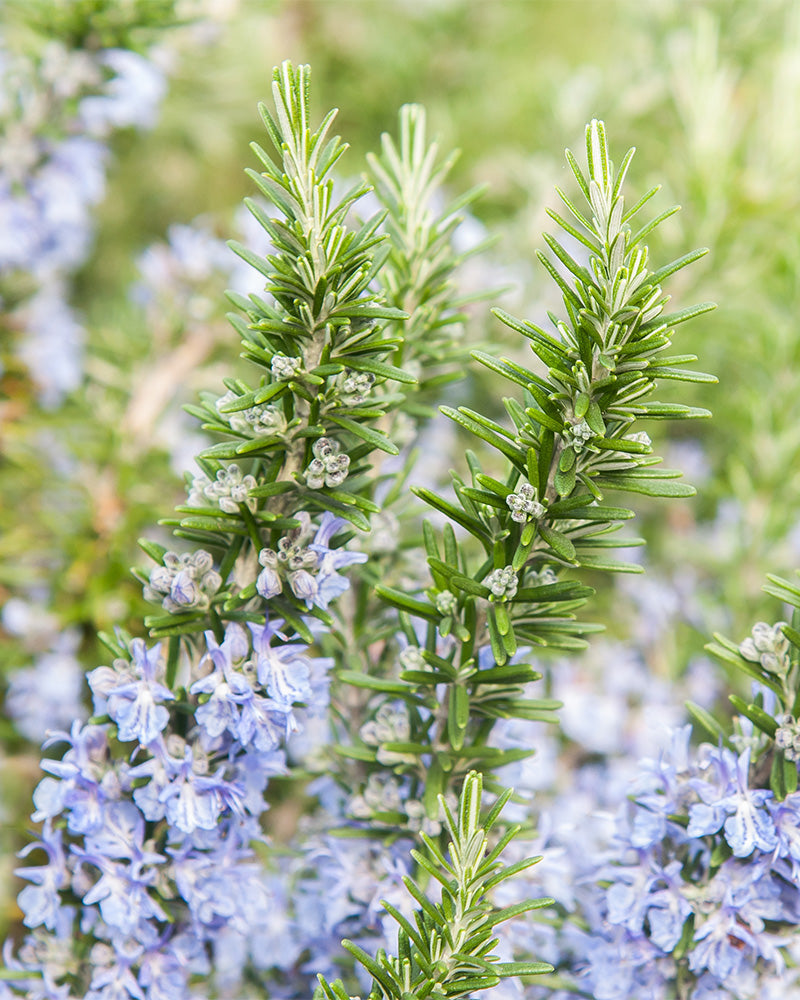 Nahaufnahme blühender Rosmarinpflanzen mit grünen, nadelartigen Blättern und Büscheln kleiner, hellvioletter Blüten. Der Hintergrund zeigt eine weichgezeichnete Ansicht weiterer Rosmarinblätter und -blüten, die eine üppige Winterhart-Gartenszene erzeugen.