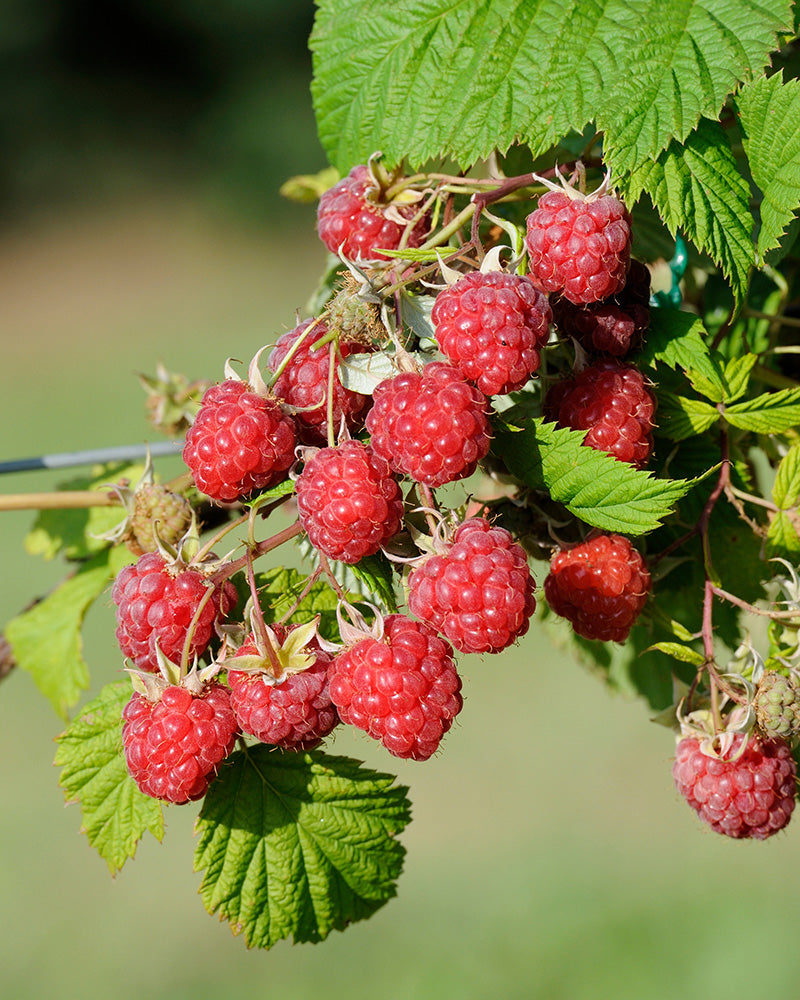 Eine Traube reifer, roter Himbeere Trio hängt an einem Zweig mit grünen Blättern vor einem verschwommenen Hintergrund im Freien - ideal für Liebhaber der Selbstversorgung.