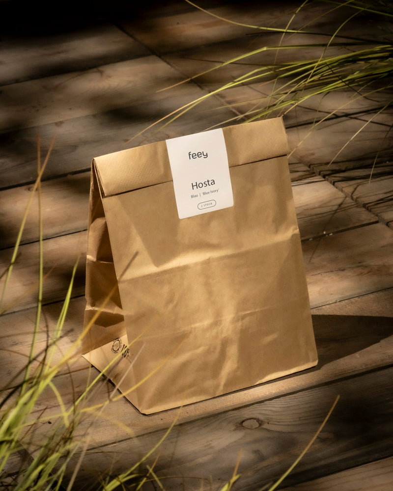 Eine braune Papiertüte mit der Aufschrift „feey Hosta (blau-beige)“ steht aufrecht auf einem sonnenbeschienenen Holzdeck und ist bereit für die Rhizombepflanzung. Im Vordergrund sind Grashalme und Andeutungen einer Herzblattlilie teilweise sichtbar.
