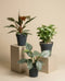 Das St. Galler Trio besteht aus drei einzigartigen Zimmerpflanzen, darunter ein kühner Philodendron, die auf beigen Sockeln mit hellen Kieselsteinen und schwarzen Töpfen präsentiert werden - ein elegantes Zimmerpflanzen-Arrangement vor einem beigen Hintergrund.