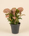 Eine getopfte Syngonium 'Neon' - feey mit leuchtend rosa-grünen Blättern sitzt in einem einfachen schwarzen Topf vor einem schlichten beigen Hintergrund.