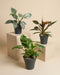 Das Schweizer Philodendron-Trio in Anzuchttöpfen: Burle Marx (18 cm), Hastatum (16 cm) und Pluto (14 cm) auf beigen Podesten vor beigem Hintergrund.