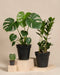 Trio Infernale ohne Uebertopf: Monstera mit Fensterblaettern (Schlitze und Loecher), Zamioculcas und Hoya kerrii in schwarzen Anzuchttoepfen auf beigen Bloecken vor beigem Hintergrund - zum Eingraben.