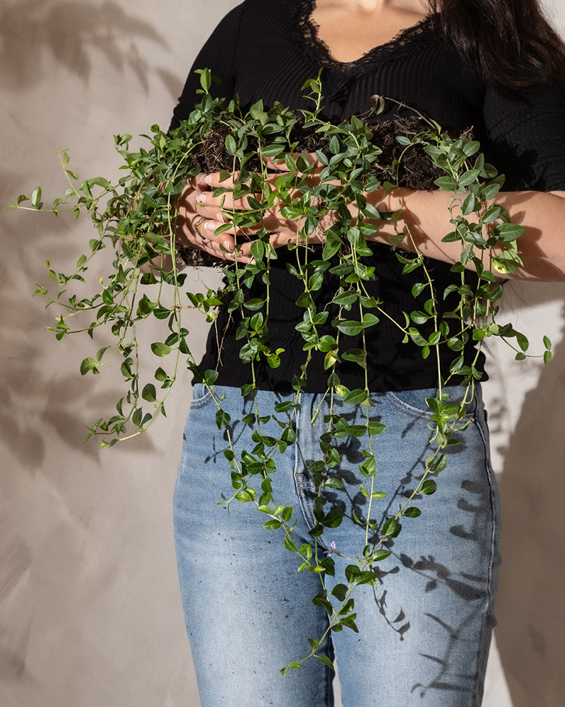 Eine Person in einem schwarzen Oberteil und blauen Jeans hält eine üppige Vinca minor (6er-Set) mit kleinen Blättern, die ihren Oberkörper vor einem neutralen, sanft beleuchteten Hintergrund teilweise verdecken.