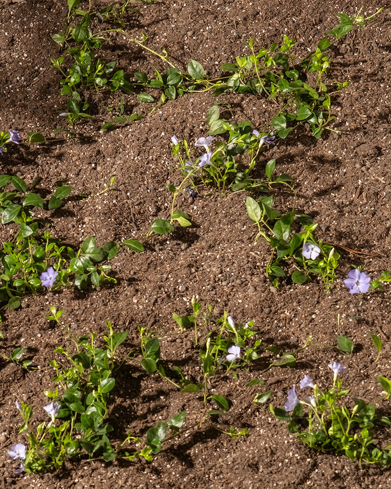 Die Vinca minor (6er-Set) hat ausladende grüne Ranken und kleine violette Blüten, die lockere, braune Böden in Gartenbeeten schön bedecken und diese niedrig wachsenden immergrünen Pflanzen zu einem attraktiven Bodendecker machen.